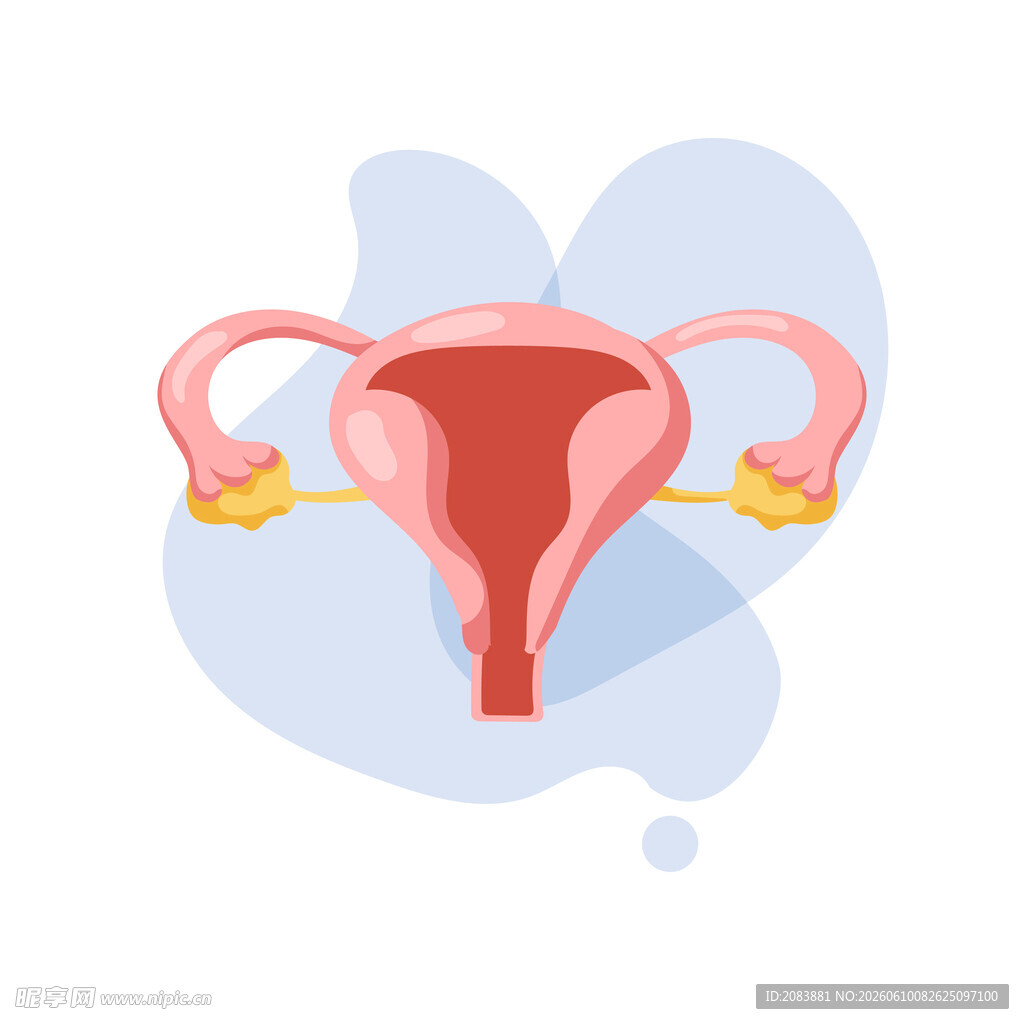 女性子宫及卵巢示意图
