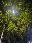 夜晚林荫下的璀璨灯光