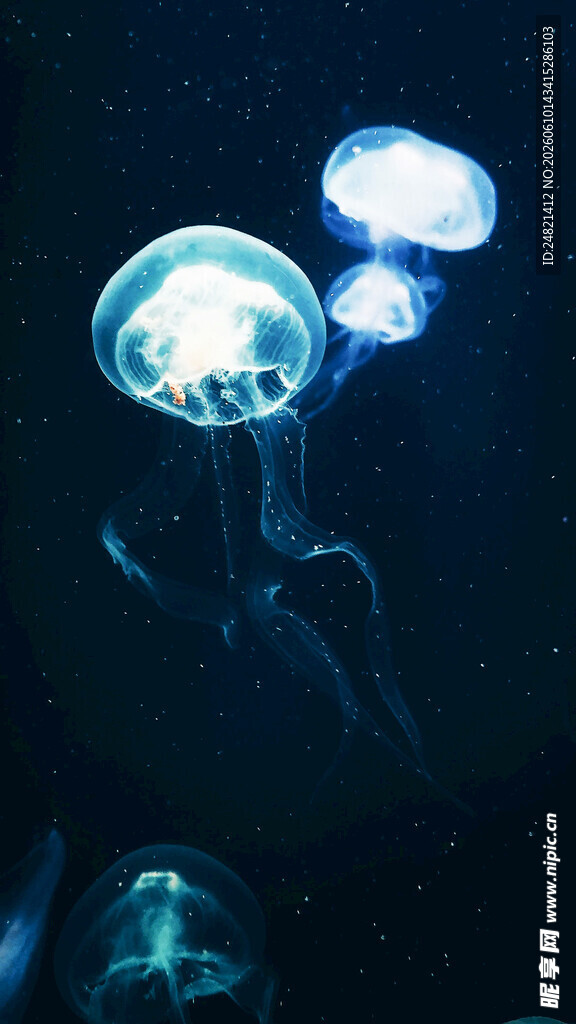 梦幻水母在深海中飘逸