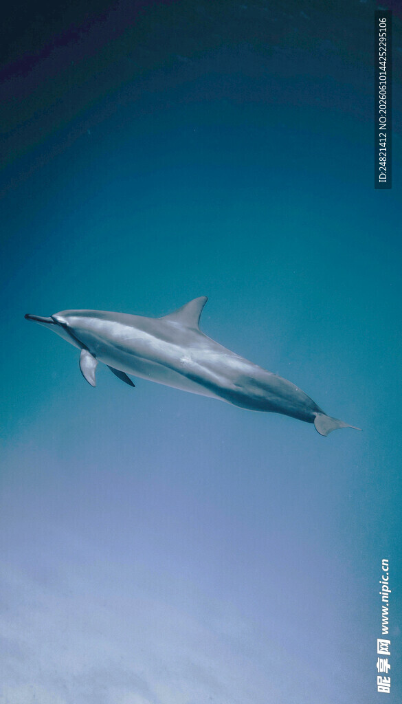 海中畅游的优雅海豚
