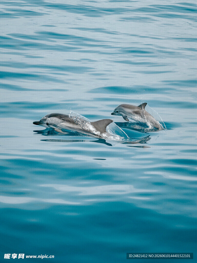 海中畅游的可爱海豚