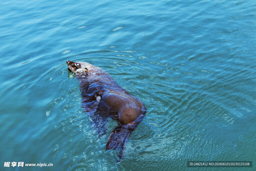 海面上漂浮的海獭
