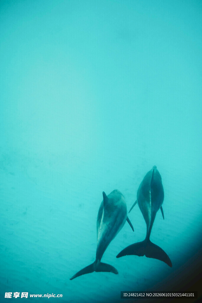 深海中结伴同游的海豚