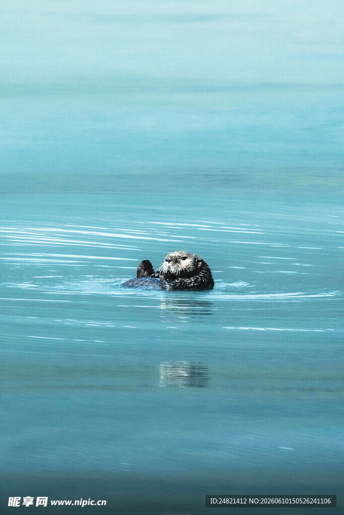 水中孤鸟