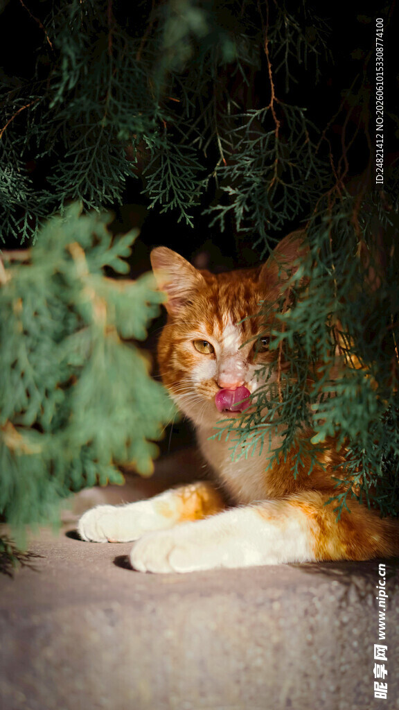 橘猫卧于绿植旁俏皮模样