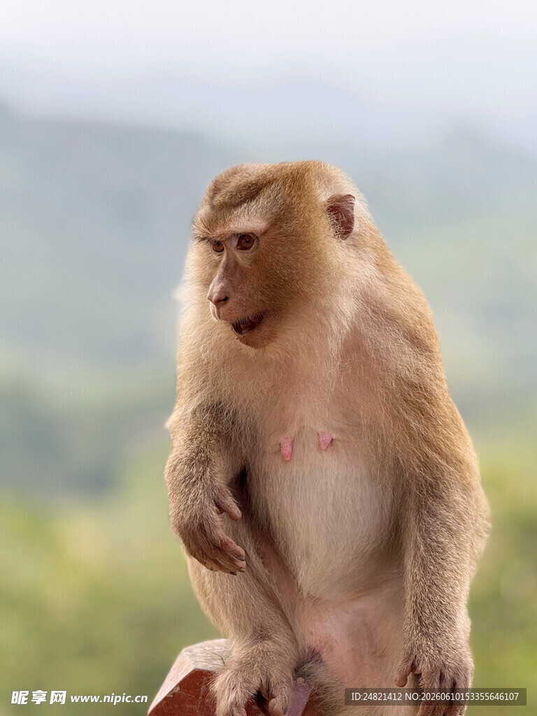 端坐的猴子
