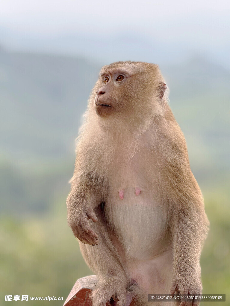 端坐眺望的猴子