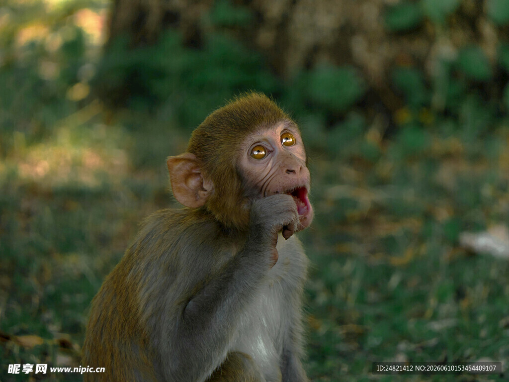 野外猴子张嘴似在进食
