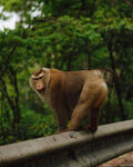 栏杆上的猴子