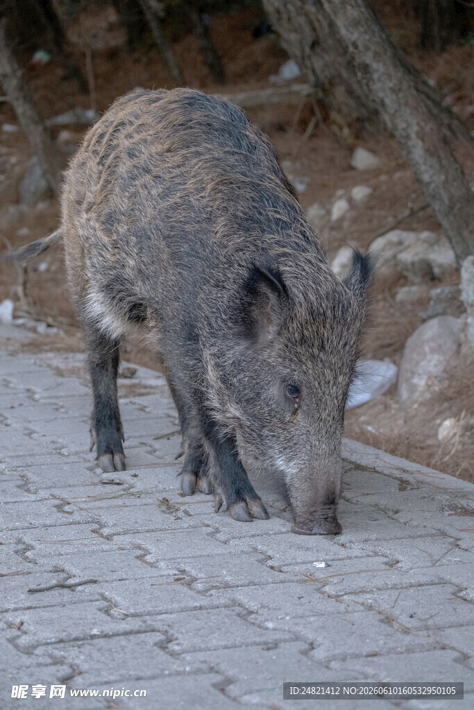 野外觅食的野猪