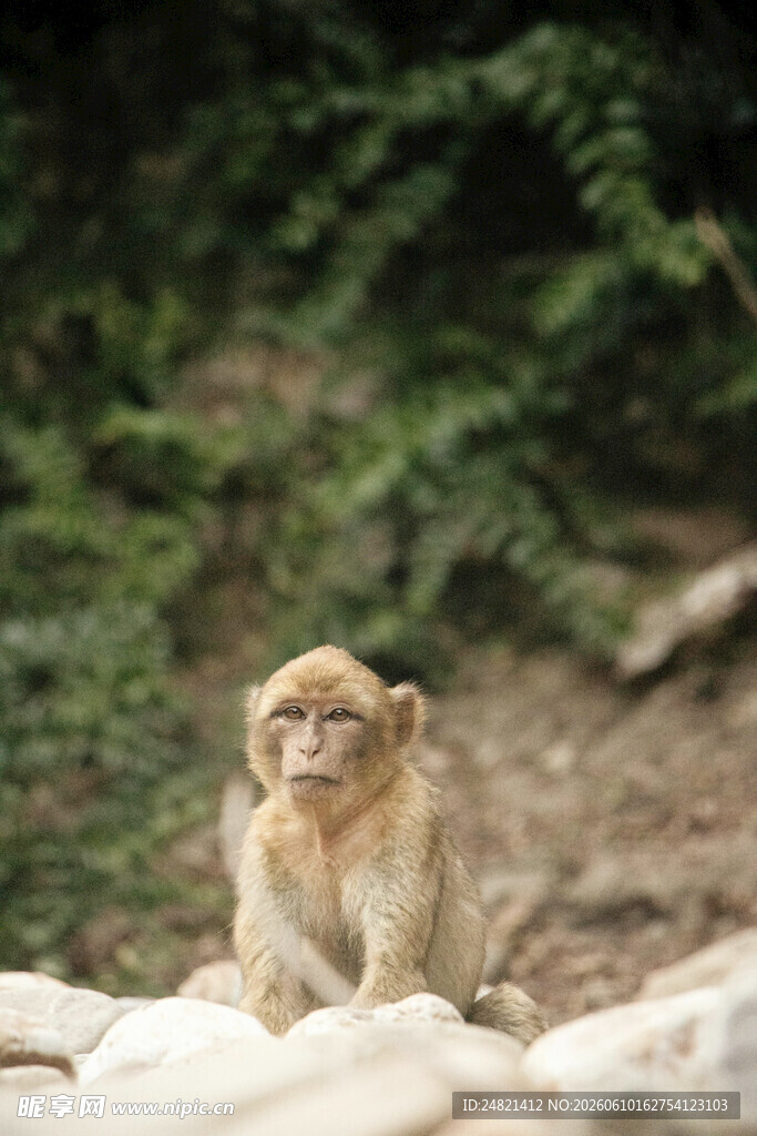 岩石上的猴子