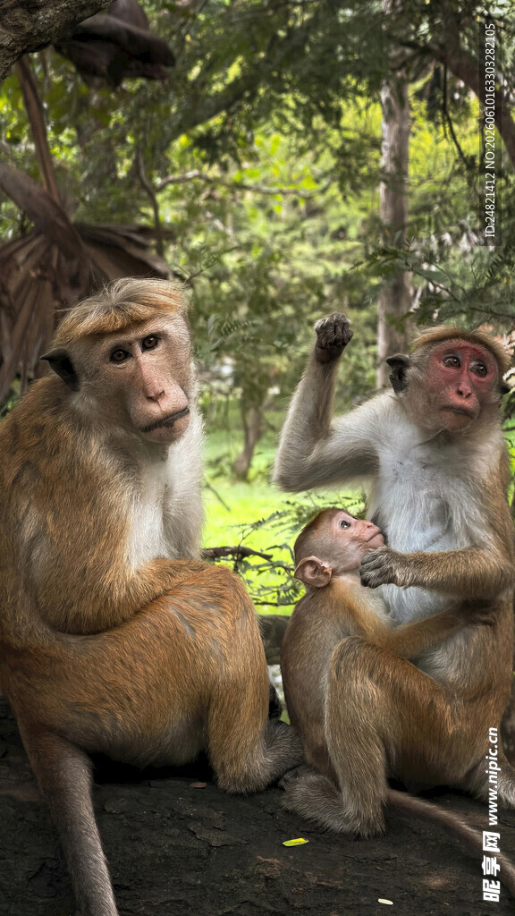 树下猴子互动场景