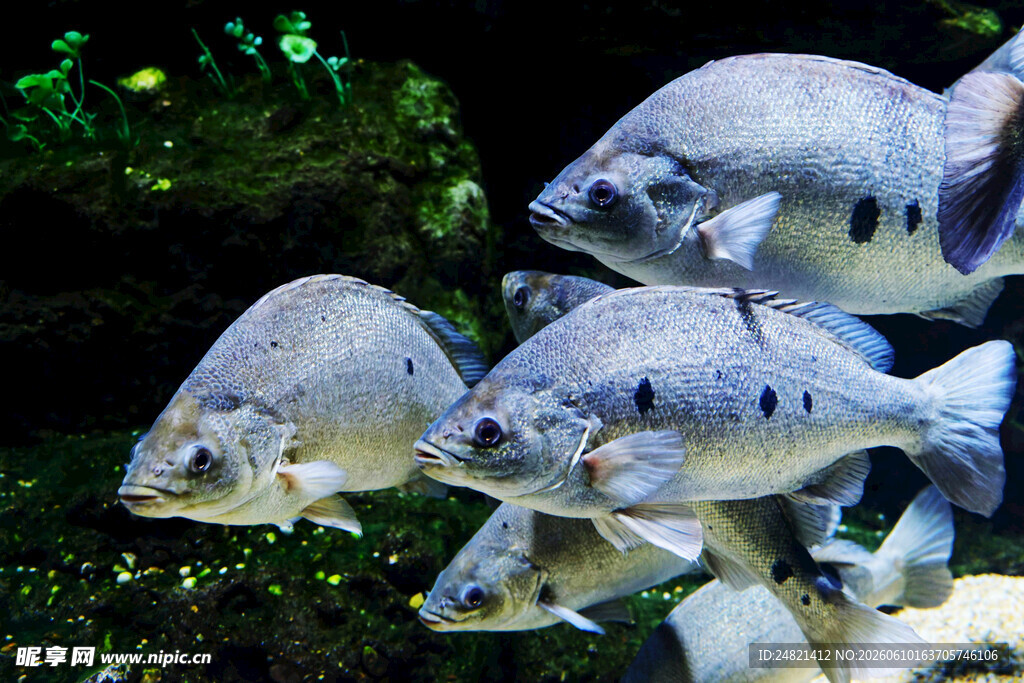 群鱼悠游于水族箱中