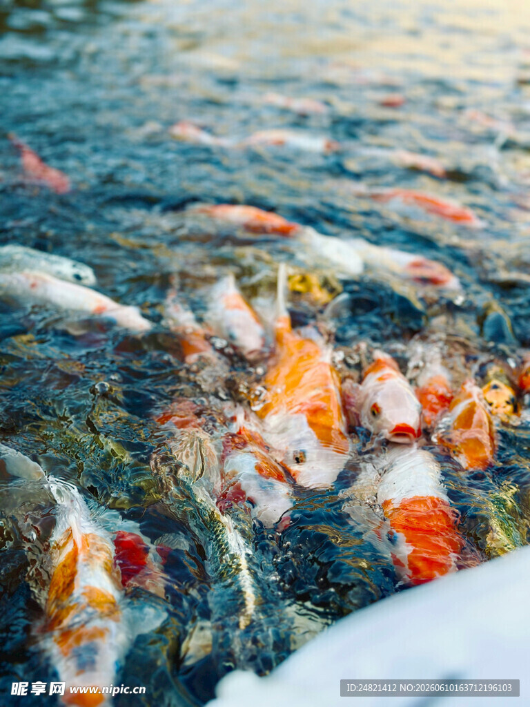 池塘中游动的多彩锦鲤