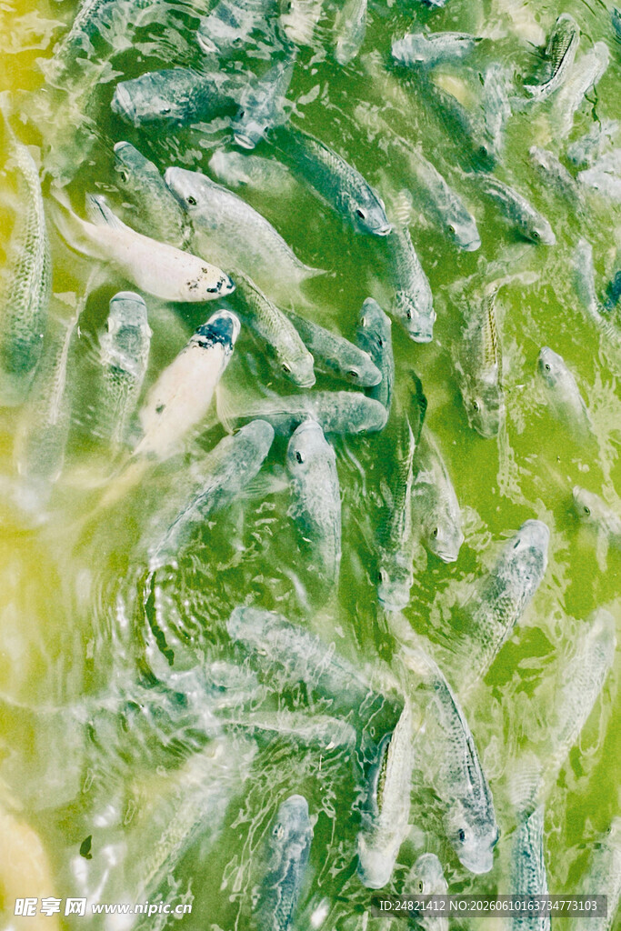 水中群鱼嬉戏于绿植间