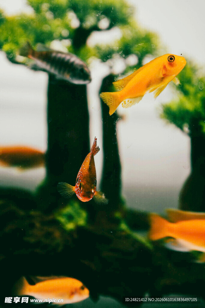 灵动金鱼在水中优雅游弋