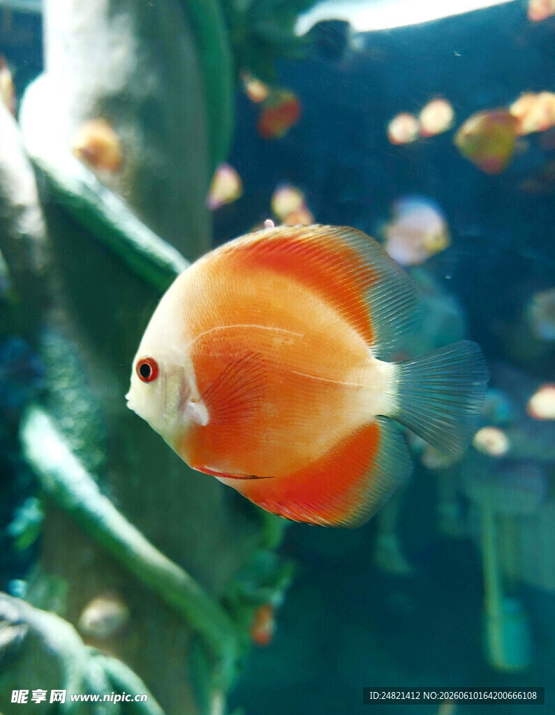 橙色神仙鱼悠游于水中
