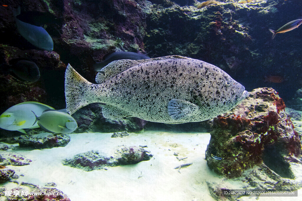水族馆中的大型鱼类景观