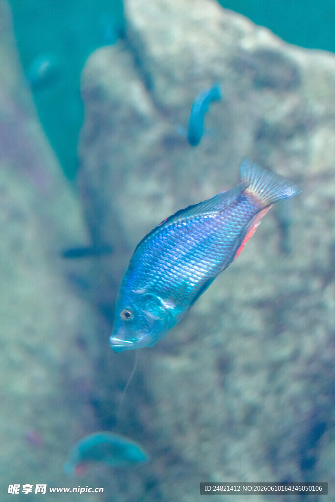 蓝色小鱼在水中游动