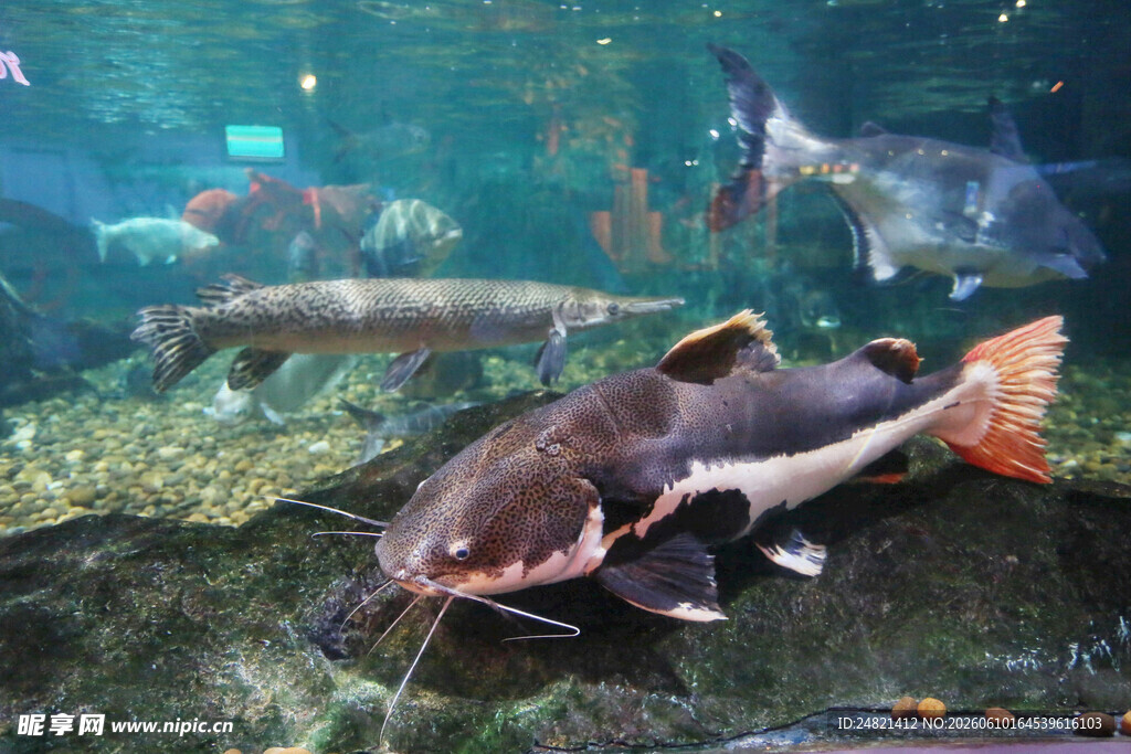 水族馆中的大型鲶鱼