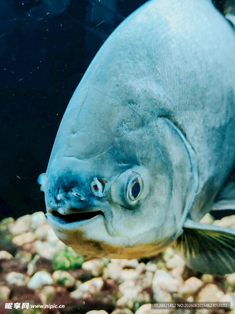 凶猛大鱼特写