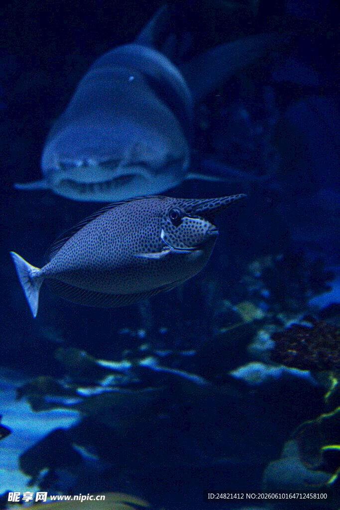 水族馆中的可爱鱼类