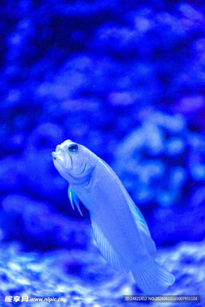 蓝色水族箱中的灵动小鱼