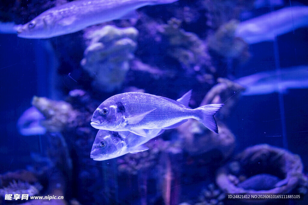 水族馆中游动的美丽鱼类