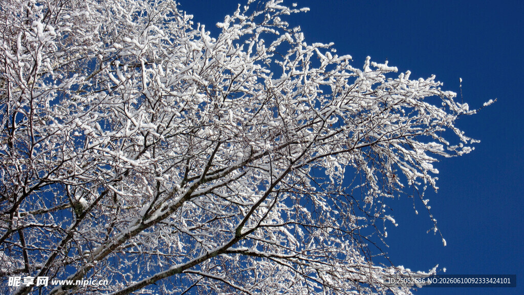 雪覆枝头纯净冬日美景