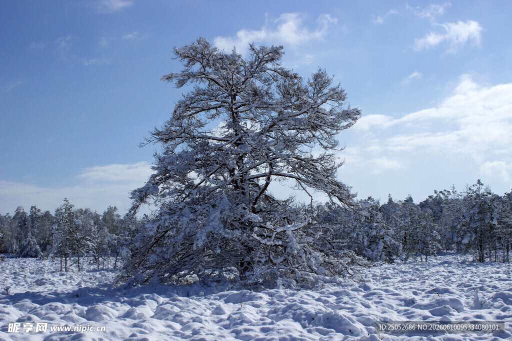 雪覆孤树的冬日景致