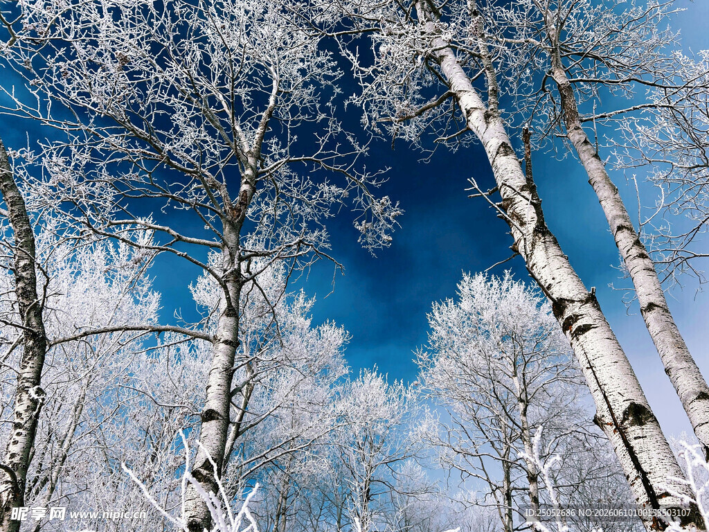 冬日白桦林雪景
