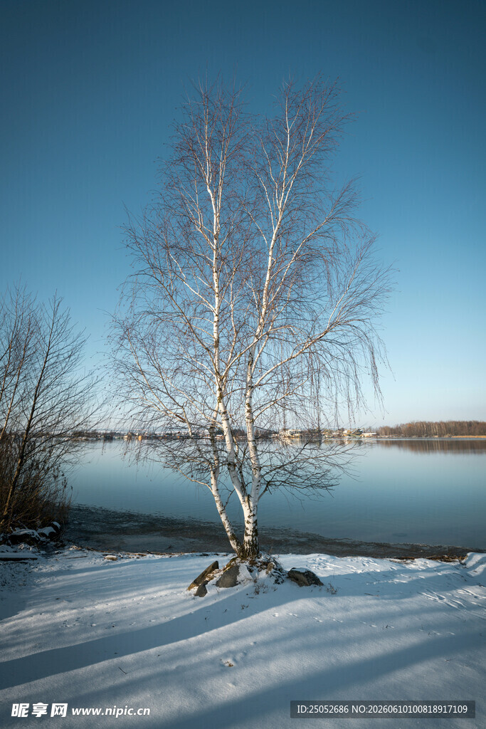 冬日湖畔孤树雪景