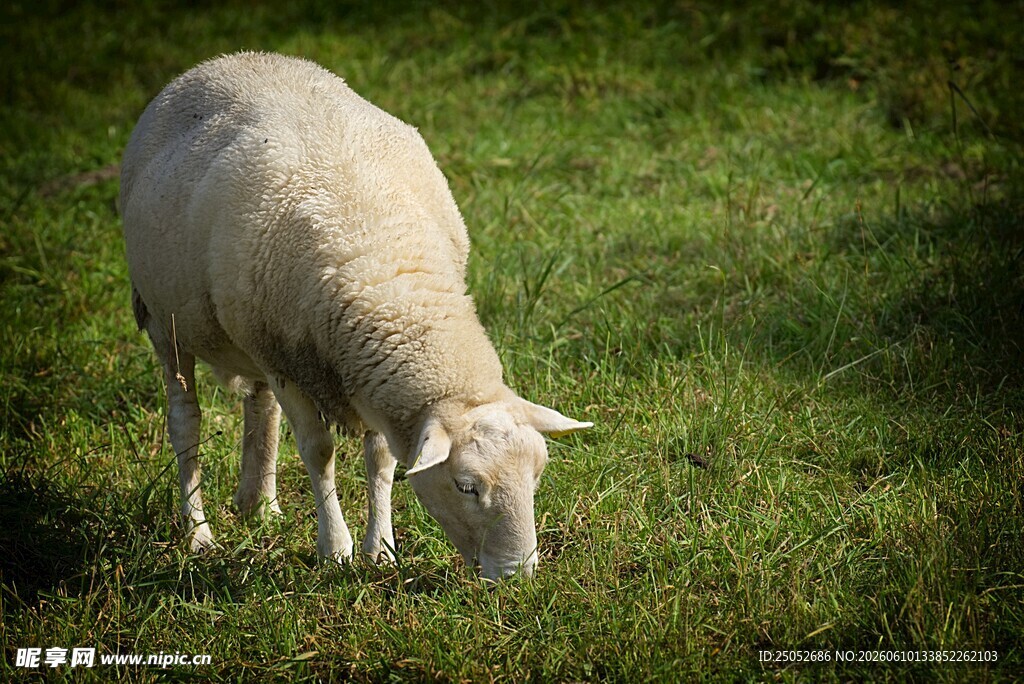 草地上低头吃草的绵羊