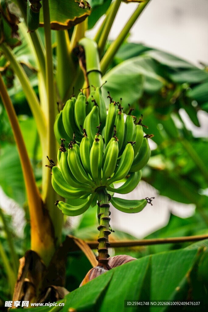 树上的青香蕉