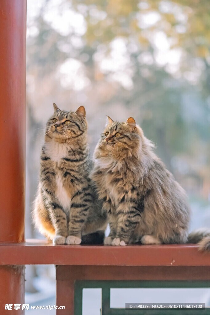 猫