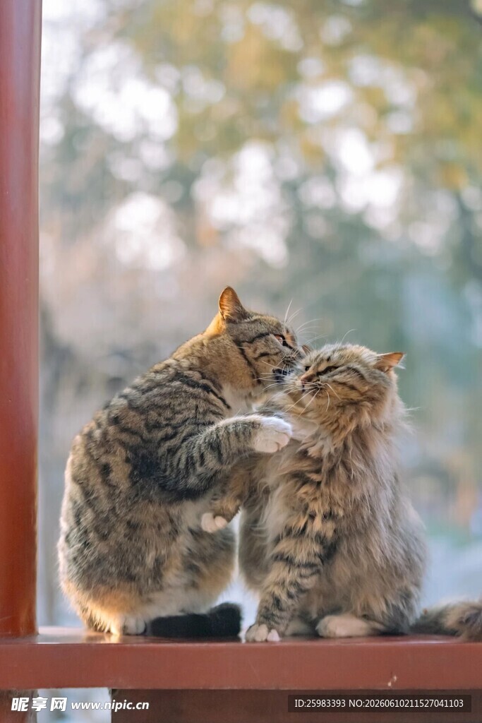 猫