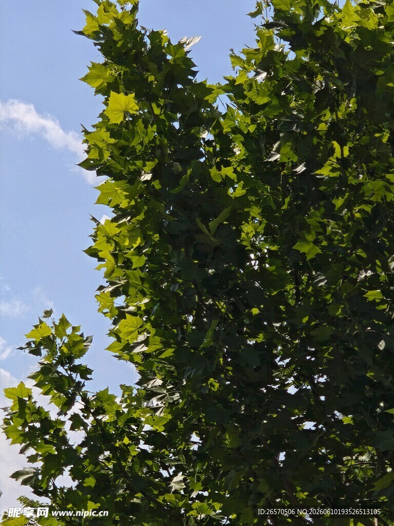 蓝天映衬下的繁茂绿树