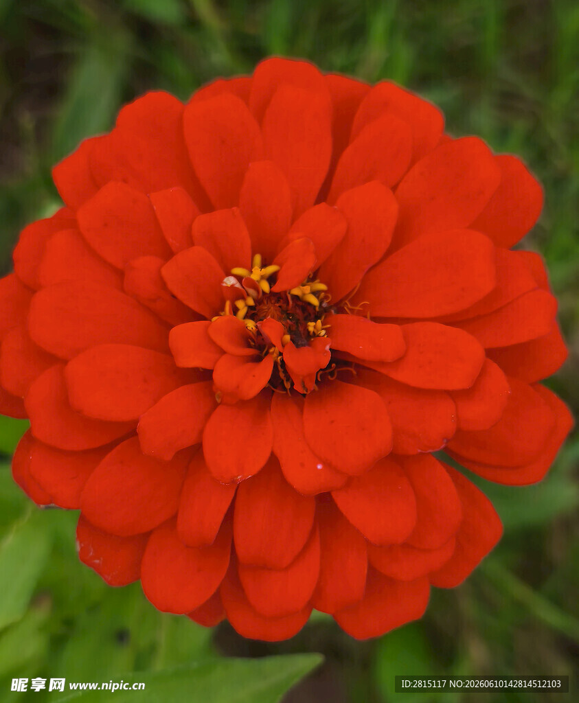 鲜艳红色百日菊特写