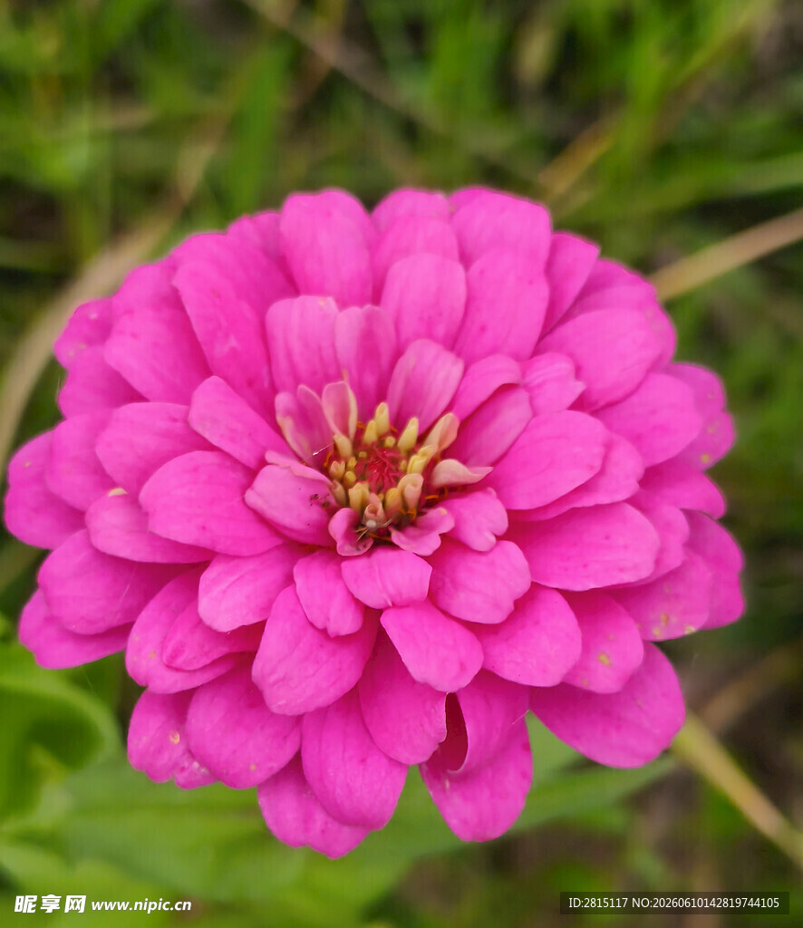 艳丽粉色百日菊特写