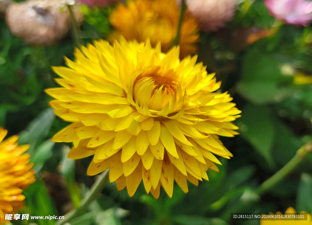 黄色菊花绽放