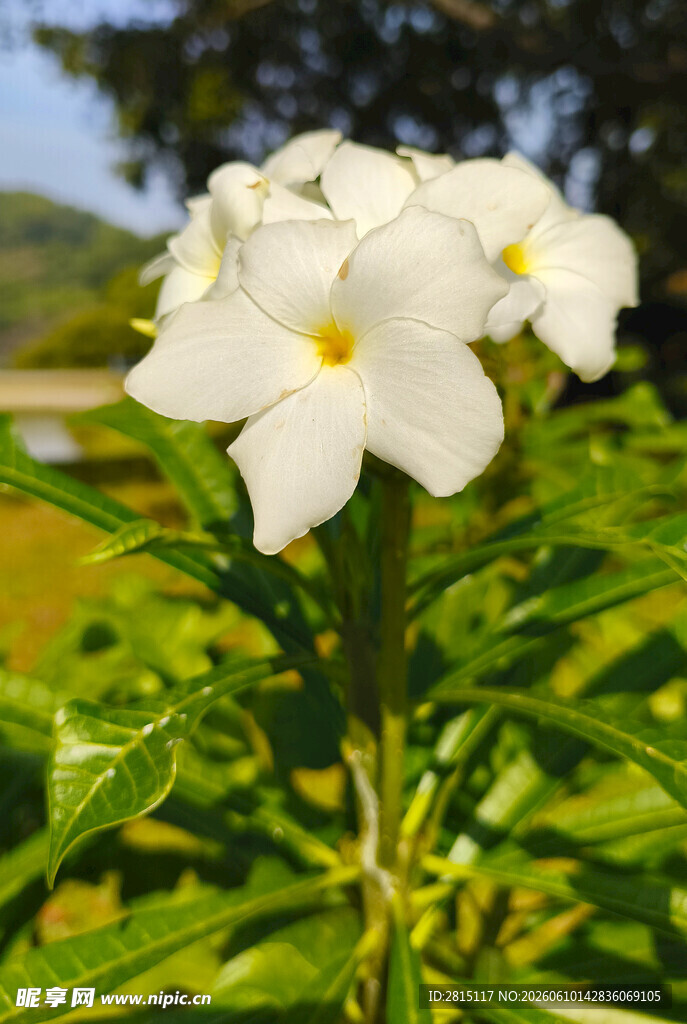 洁白绽放的清新鸡蛋花