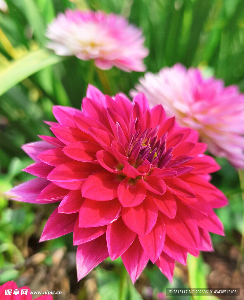 艳丽大丽花绽放