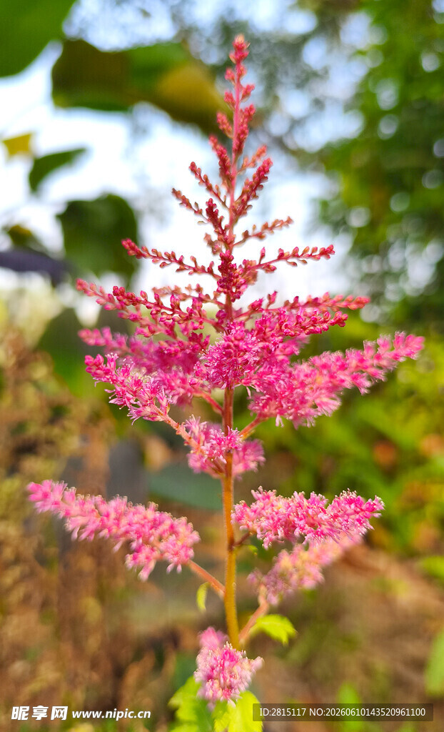 粉红花卉特写