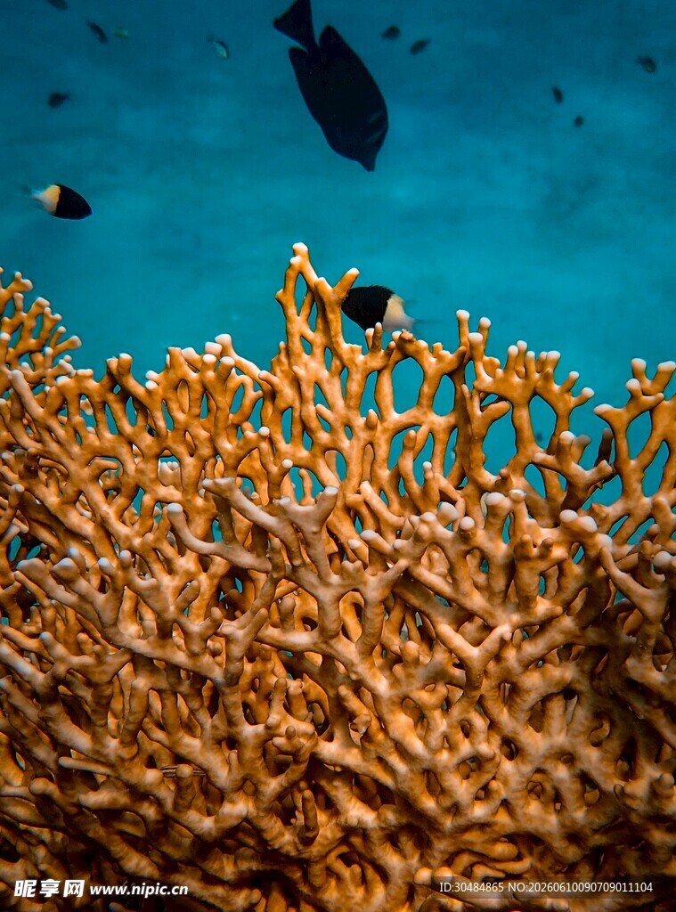 海底珊瑚