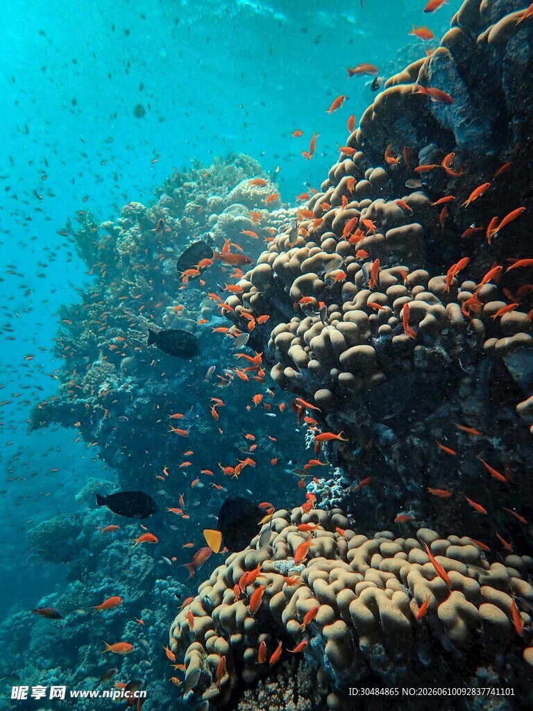 海底绚丽珊瑚景观