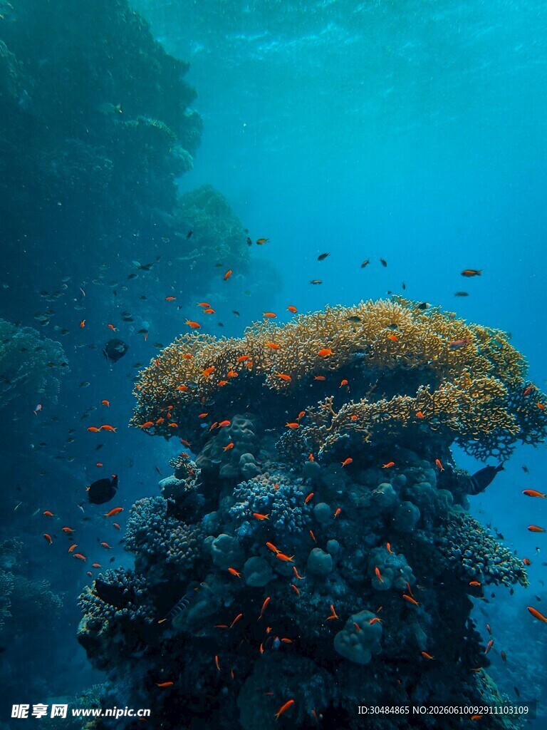 海底绚丽珊瑚景观