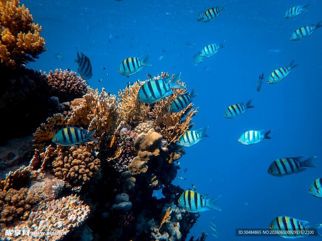 海底斑斓鱼群与珊瑚景观