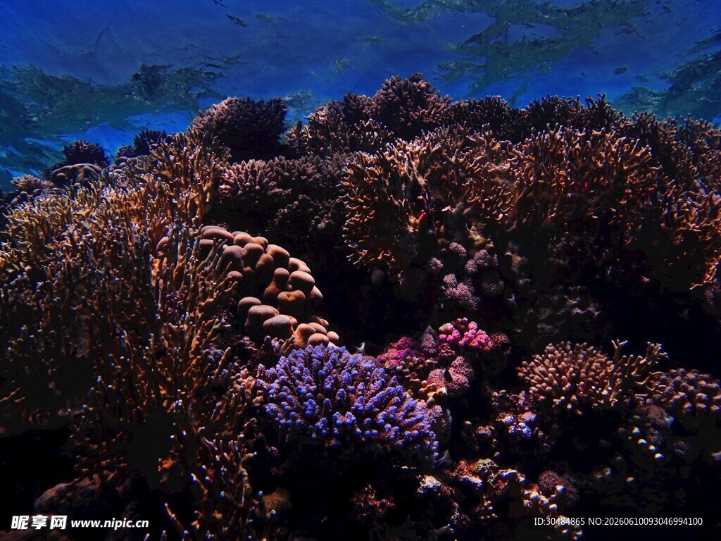 海底绚烂珊瑚景观
