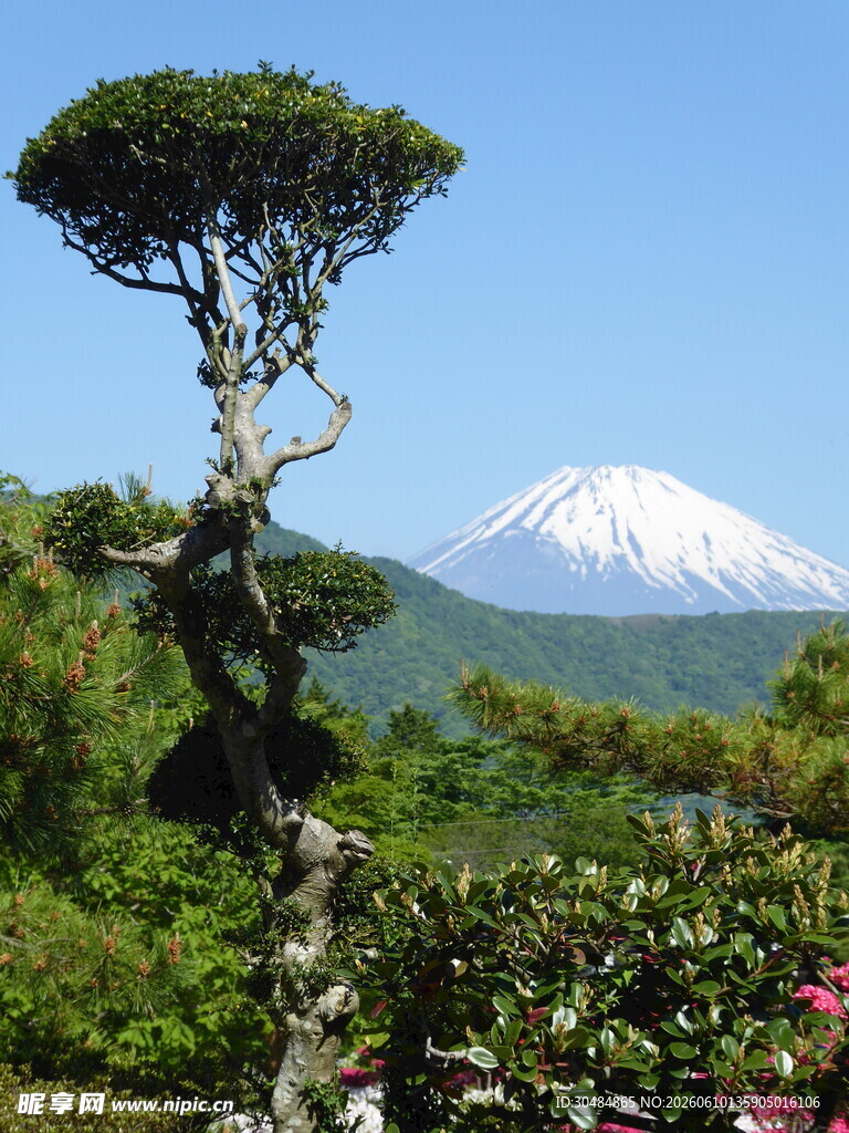 富士山前的精致盆景景观