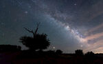 星空下的孤独枯树夜景